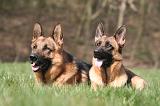 BERGER ALLEMAND 1248